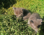 Кошки в Артёмовске: Котята, Бесплатно - фото 2