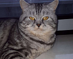 Кошки в Тамбове: Вязка, 2 500 руб. - фото 3