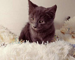 Кошки в Санкт-Петербурге: Русский голубой котенок 2 мес Мальчик, 500 руб. - фото 2