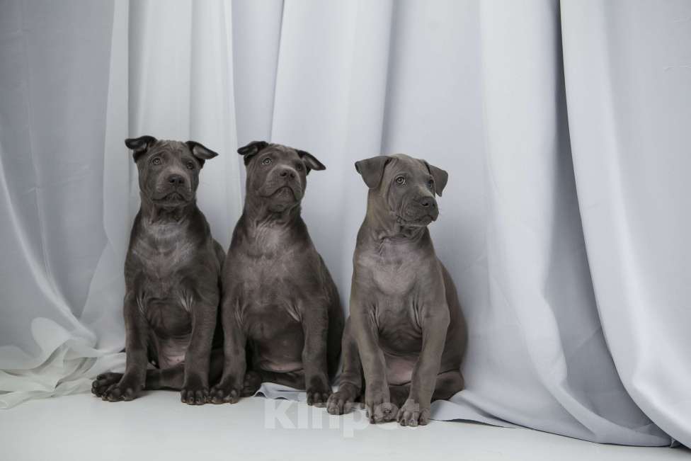 Собаки в Сургуте: Продам щенков Тайского Риджбека Девочка, Бесплатно - фото 3