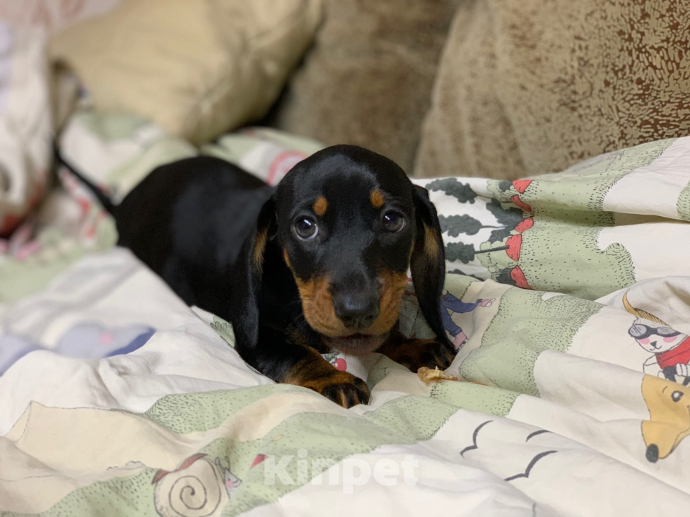 Собаки в Москве: Мальчик такса Мальчик, 40 000 руб. - фото 2