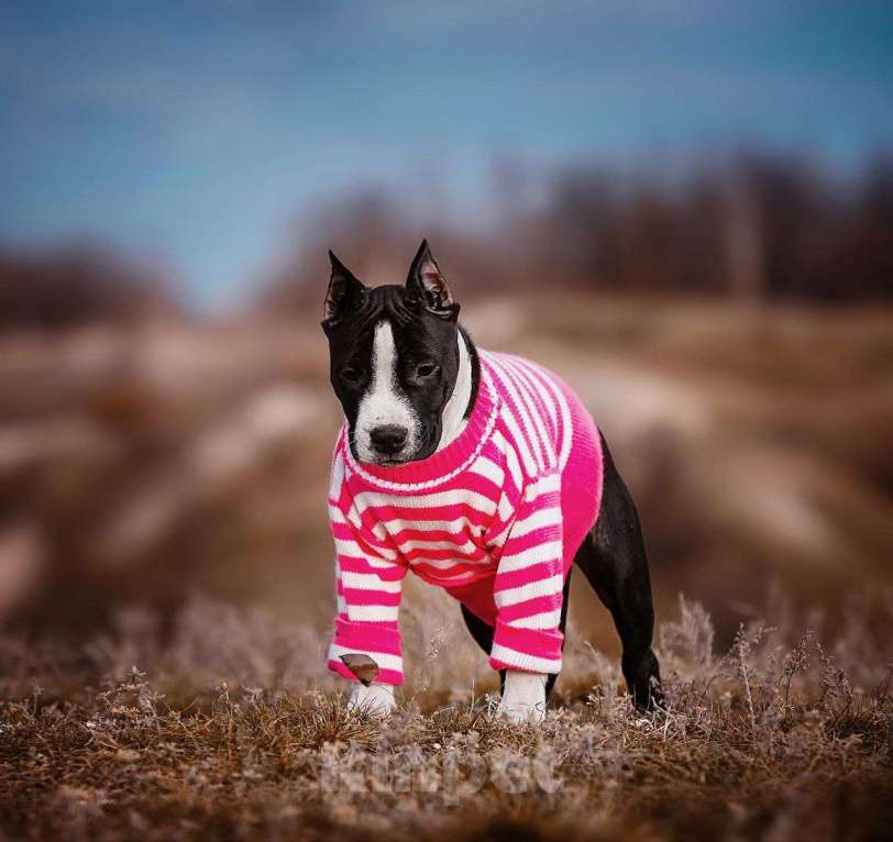 Собаки в Белгороде: Американский стаффордширский терьер  Девочка, 60 000 руб. - фото 6