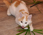 Кошки в белоозёрском: Игруля Абрикос ищет дом! Мальчик, 100 руб. - фото 4