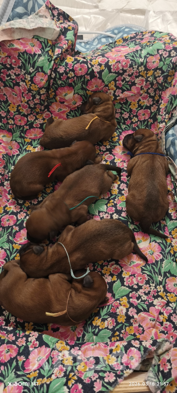 Собаки в Котельнике: Щенки терьера   Лисии и Антуана Мальчик, 80 000 руб. - фото 2