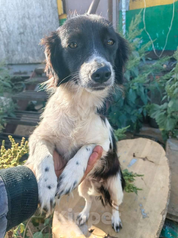 Собаки в Москве: Маленькая собачка ищет дом Девочка, Бесплатно - фото 4
