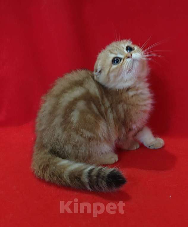 Кошки в Москве: Золотая мраморная вислоухая кошечка Девочка, 20 000 руб. - фото 9