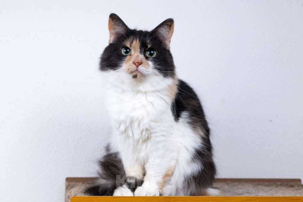 Кошки в Москве: Пушистая трехцветная кошечка Циферка в дар Девочка, 1 руб. - фото 3