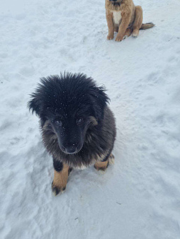 Банхар щенок