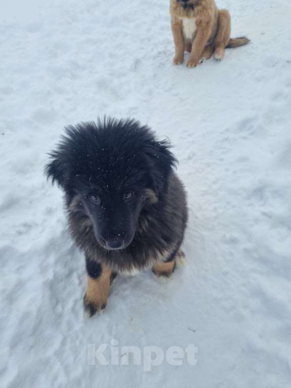 Собаки в Ярославле: Банхар щенок Девочка, 55 000 руб. - фото 1