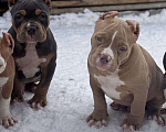 Собаки в Перми: Продаются щенки породы Американский булли Разнополые, 80 000 руб. - фото 2