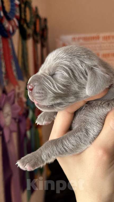 Собаки в Видном: Щенки Веймаранера Мальчик, 80 000 руб. - фото 3