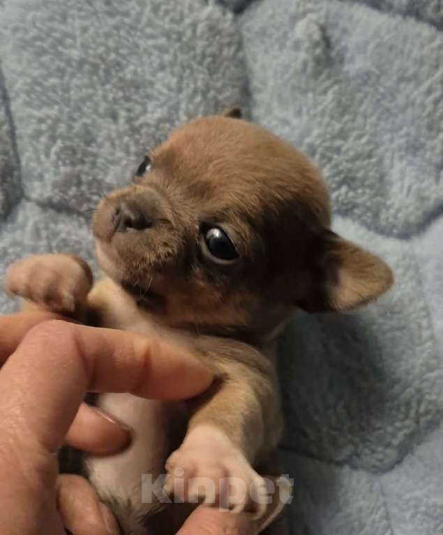 Собаки в Владикавказе: Чихуахуа Мальчик, 30 000 руб. - фото 7