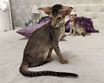 Кошки в Балашихе: Ориентальный котенок Дизель Мальчик, 80 000 руб. - фото 8