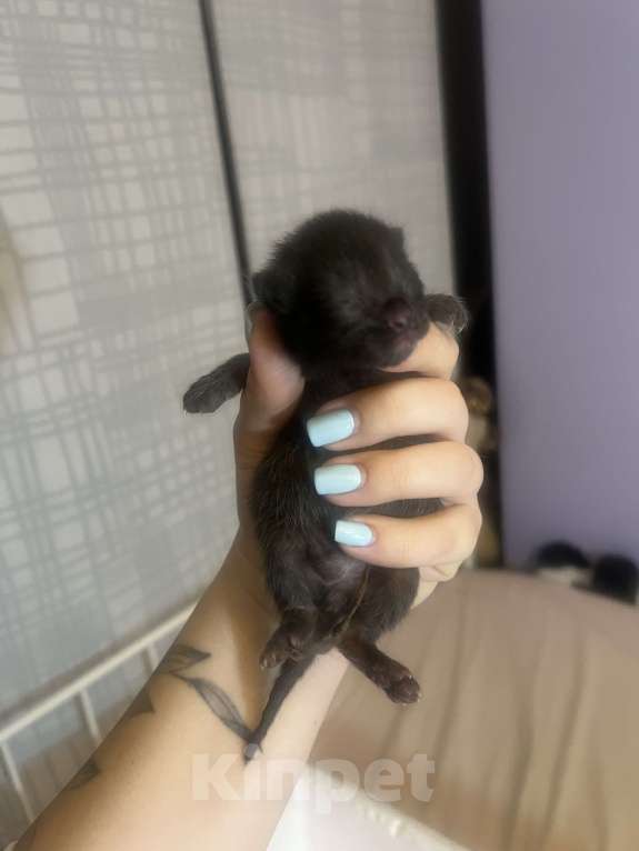 Кошки в Москве: Котята в добрые руки бесплатно  Мальчик, Бесплатно - фото 5