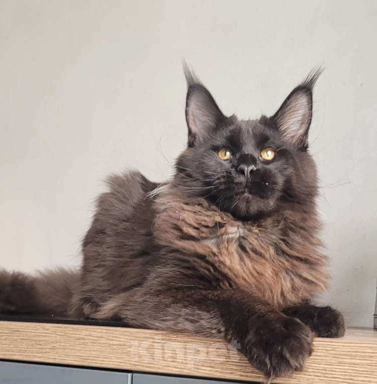 Кошки в Москве: Котенок мейн-кун  Мальчик, 45 000 руб. - фото 10