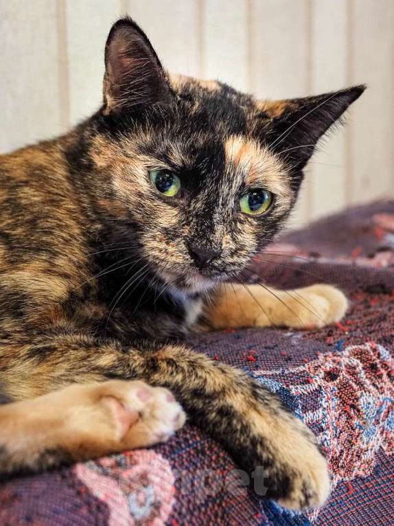 Кошки в Москве: Милая Мишель ищет любящий дом после трагических потерь Девочка, Бесплатно - фото 6