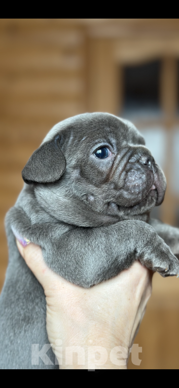 Собаки в Волгодонске: Голубой мальчик  Мальчик, 50 000 руб. - фото 2