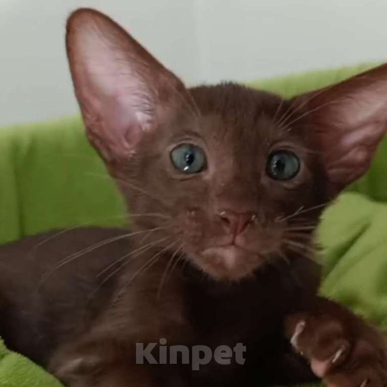 Кошки в Краснодаре: Ориентальная малышка Девочка, 80 000 руб. - фото 3