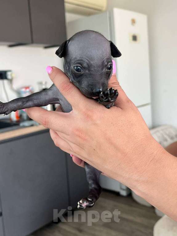 Собаки в Самаре: Продам  щенков породы  Американский  голый  терьер &quot; Девочка, 30 000 руб. - фото 2