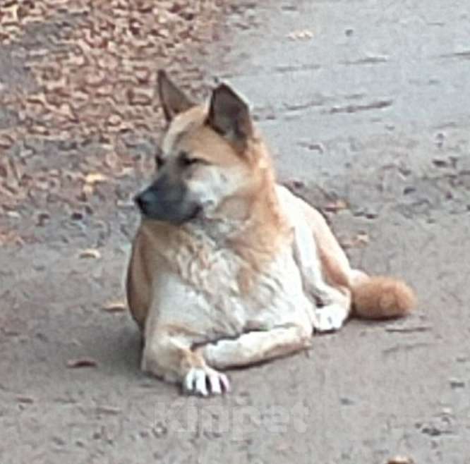 Собаки в других городах Московской области: Найдена сука американской акиты в Никольском Девочка, Бесплатно - фото 2