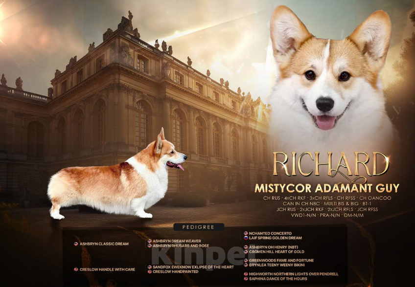 Собаки в Тамбове: Ричард Мальчик, Бесплатно - фото 1