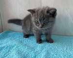 Кошки в Барнауле: Британские котята Мальчик, 15 000 руб. - фото 2
