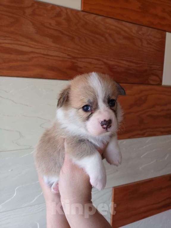 Собаки в Новосибирске: Щенки вельш корги пемброк  Девочка, Бесплатно - фото 7