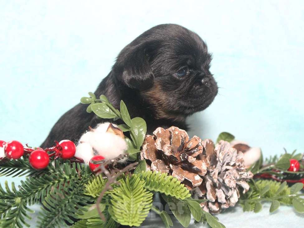 Собаки в Санкт-Петербурге: Красотка Девочка, 80 000 руб. - фото 4