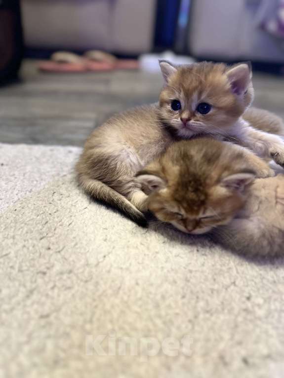 Кошки в Анапе: Британская шиншилла Мальчик, 25 000 руб. - фото 4