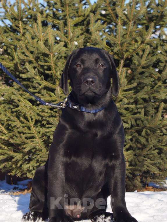 Собаки в Волжском: Щенки лабрадора Мальчик, 40 000 руб. - фото 5