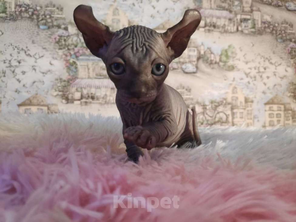 Кошки в Домодедово: Канадский сфинкс эльф котенок Мальчик, 20 000 руб. - фото 2