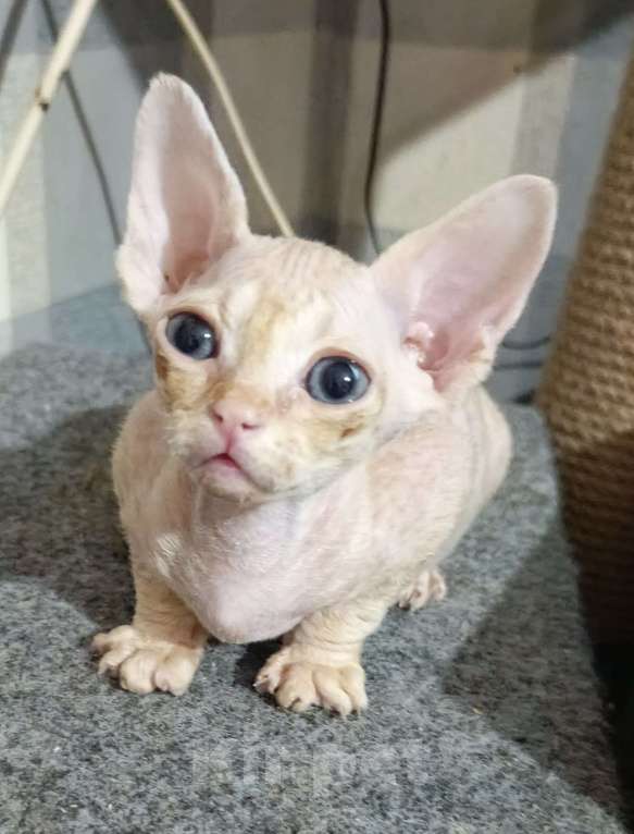 Кошки в Москве: Девочка принцесса Девочка, Бесплатно - фото 1