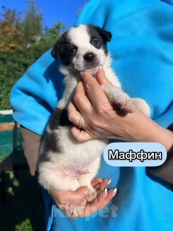Собаки в Москве: Необыкновенной красоты щенки ищут свой дом Мальчик, 1 руб. - фото 3