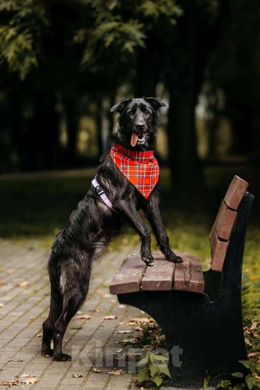 Собаки в Москве: Оскар - принц собачьего мира! Мальчик, Бесплатно - фото 3