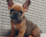 Собаки в Санкт-Петербурге: Щенки Французского бульдога Разнополые, 50 000 руб. - фото 4