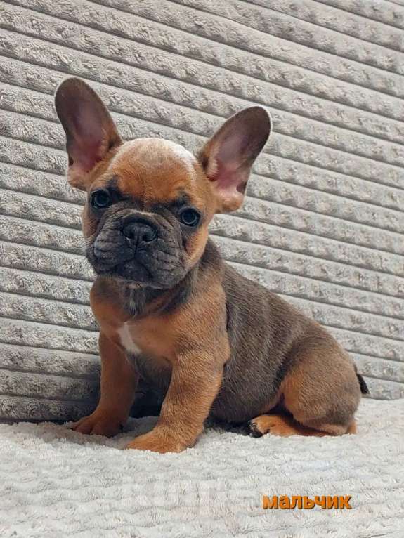 Собаки в Санкт-Петербурге: Щенки Французского бульдога Разнополые, 50 000 руб. - фото 4