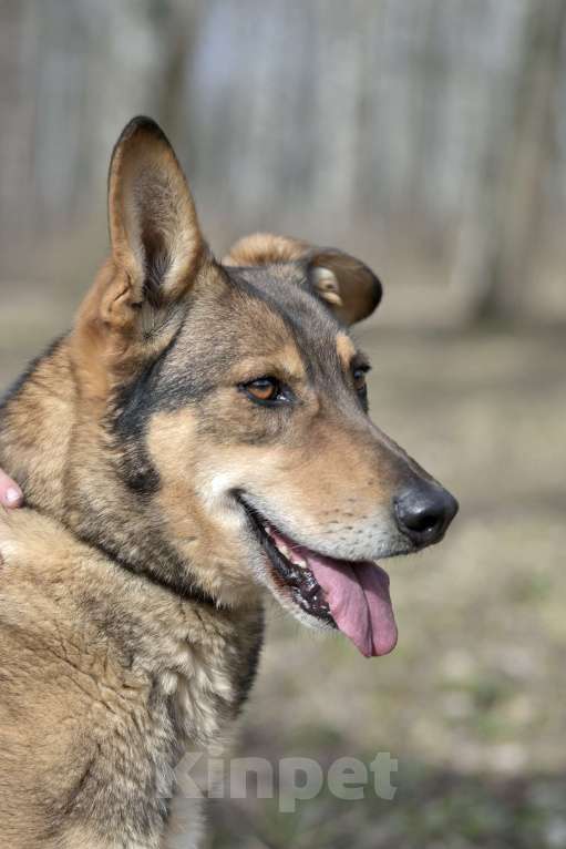 Собаки в Красногорске: Молодой парень Юджин очень нуждается в хозяине  Мальчик, Бесплатно - фото 5