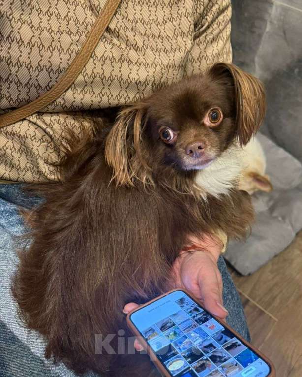 Собаки в Москве: Шоколадная чихуахуа Алексей в добрые руки Мальчик, 1 руб. - фото 3
