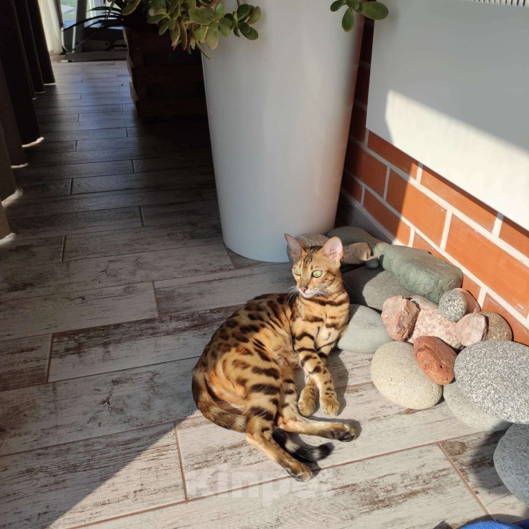 Кошки в Ростове-на-Дону: Бенгальские котята Девочка, 17 000 руб. - фото 6