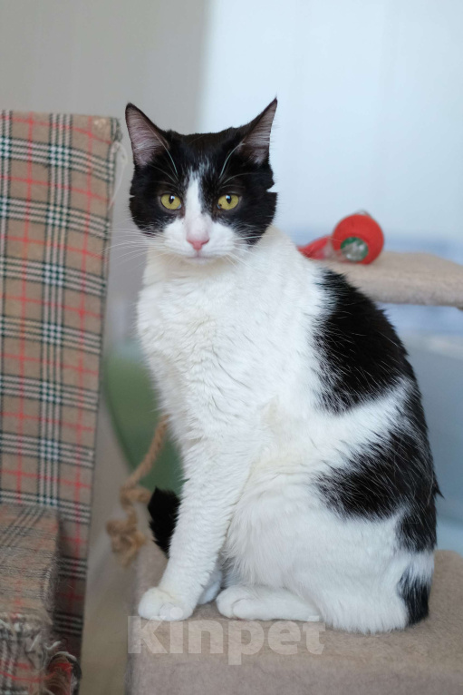 Кошки в Санкт-Петербурге: Бонифаций из приюта в добрые руки Мальчик, Бесплатно - фото 4