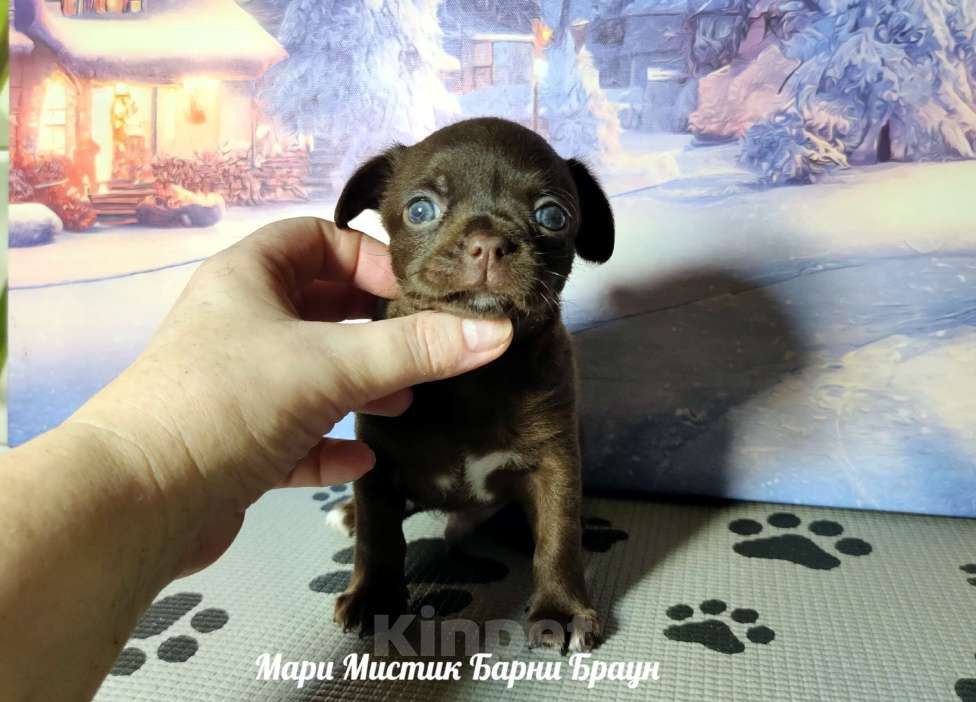 Собаки в Санкт-Петербурге: Барни Браун шоколадного окраса чихуахуа Мальчик, 60 000 руб. - фото 3