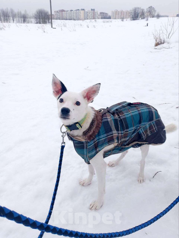 Собаки в Санкт-Петербурге: Небольшая красивая собачка ищет дом Девочка, Бесплатно - фото 1