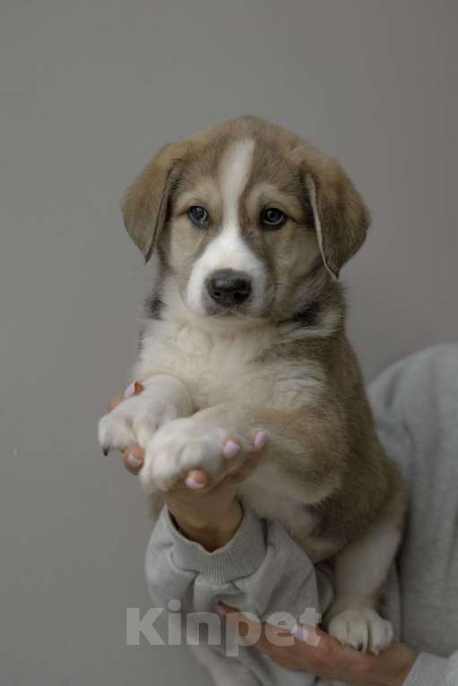 Собаки в Красногорске: Щенок мальчик Мальчик, Бесплатно - фото 3