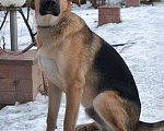 Собаки в Подольске: Норд ищет дом, Бесплатно - фото 3
