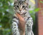Кошки в Самаре: Мейн-кун котик и кошечка, 15 000 руб. - фото 3