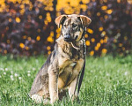 Собаки в Подольске: Собачка Малинка ищет дом и любящих хозяев. Девочка, Бесплатно - фото 2