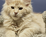 Кошки в Санкт-Петербурге: Котята Мейн Кун 3 мес, 45 000 руб. - фото 7
