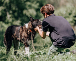 Собаки в Москве: Красивый и доброжелательный Ака - метис хаски ищет дом Мальчик, Бесплатно - фото 4