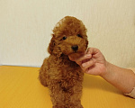 Собаки в Москве: Миниатюрный пудель щенок Мальчик, 100 000 руб. - фото 1