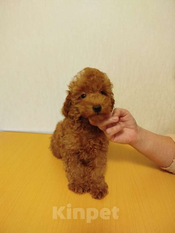 Собаки в Москве: Миниатюрный пудель щенок Мальчик, 100 000 руб. - фото 1